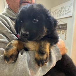 Garth-Black tri boy 4 - Black tri-color male Australian Shepherd puppy in Nezperce, Idaho from Willow Creek Farm