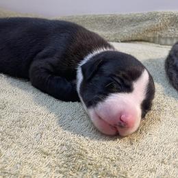 Fernando - Black male Whippet puppy in Loxahatchee, Florida from Phoenix Whippets