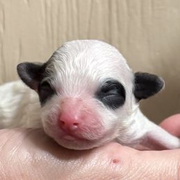 Petey Jr. - Black & white male Maltipoo puppy in Mabelvale, Arkansas from Durham's Designer Poos