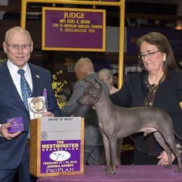 American Hairless Terrier All Grown Up from Strider’s American Hairless Terriers