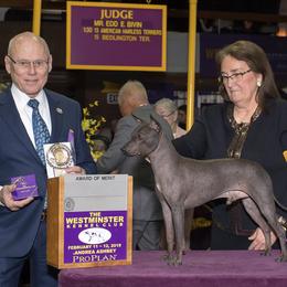 American Hairless Terrier All Grown Up from Strider’s American Hairless Terriers