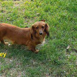Honey - Dachshund