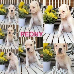 Peony - White female Boxer puppy in Catawba, South Carolina from Happy Go Boxers