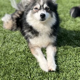 Esme - Pomsky
