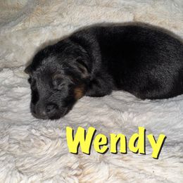 Wendy - Black and red female German Shepherd puppy in Graham, Washington from Wildeflecken Shepherds
