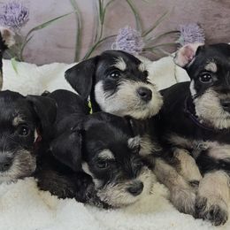 Miniature Schnauzer Puppies from Halo Schnauzer