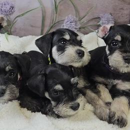 Miniature Schnauzer Puppies from Halo Schnauzer