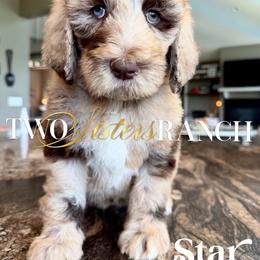 Star - female Newfypoo puppy in Jackson, Missouri from Two Sisters Ranch, LLC
