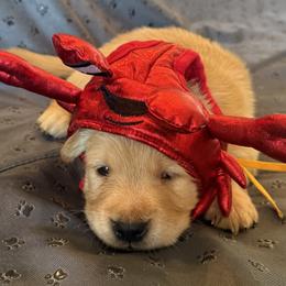 Ms. Yellow - Golden female Golden Retriever puppy in Brentwood, California from Golden M Family Farms