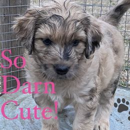 Goldendoodle Puppies from Peachy Sweet Goldendoodles