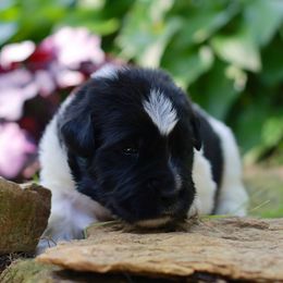 Manticor - White and black male Newfoundland puppy in Madison, Wisconsin from Riddle Family Newfoundland