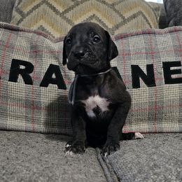 Ziggy - Black female Great Dane puppy in Jerusalem, Arkansas from Mara Danes