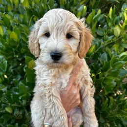 Snowball - Cream male Goldendoodle puppy in Atascadero, California from Daring to Dream Doodles