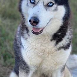 Siberian Huskies from Malibu Kennels