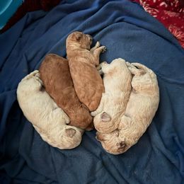 Goldendoodle Puppies from Elevation Goldens