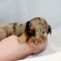 Lurvey - Red merle male Aussiedoodle puppy in Orleans, Indiana from Mae Blossom Puppies