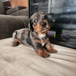 AKC Prince - Dapple male Dachshund puppy in Torrance, California from Lucky Dachshunds