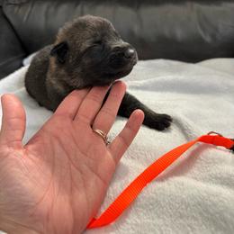 Boy 1 - Sable male German Shepherd puppy in Denver, Colorado from Morales Kennels