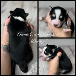 Doody - Black and white male Pomsky puppy in Rossville, Georgia from Scenic City Pomskies