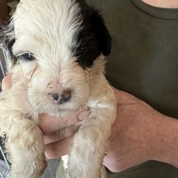 Vulcan - Black and white male Portuguese Water Dog puppy in Severn, Maryland from WiccaBay