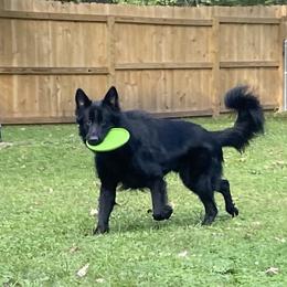 German Shepherd puppies from Divine German Shepherds