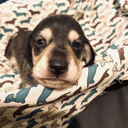 Dachshund and Great Dane Puppies from Running with Danes LLC