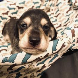 Dachshund and Great Dane Puppies from Running with Danes LLC