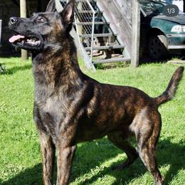 Dutch Shepherd puppies from Brandon's Dutch Shepherds