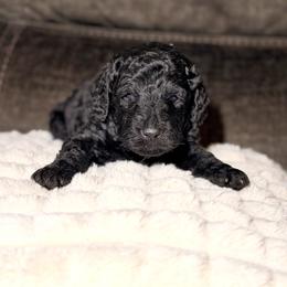 Goldendoodle Puppies from Diverse Nurturing Affectionate Doodle Kennel
