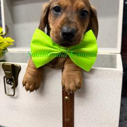 Hank (green) - Red male Dachshund puppy in Leoma, Tennessee from Southbound Kennel