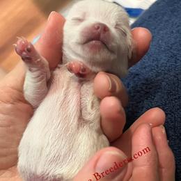 Pearl - White female Chihuahua puppy in Chino Valley, Arizona from Dachshund Family Love Breeders