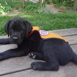 Labrador Retriever Puppies from Kingridge Kennels