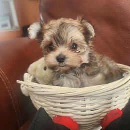 Girl 1 - White female Morkie puppy in The Villages, Florida from My Precious Pups