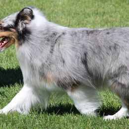 Shetland Sheepdogs from Rob Wen's Shetland Sheepdogs
