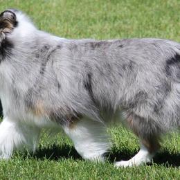 Shetland Sheepdogs from Rob Wen's Shetland Sheepdogs