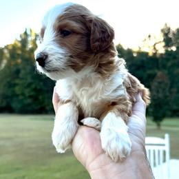 Hot Pink (Myrtle) - Yellow and white female Bernedoodle puppy in Moulton, Alabama from Triple W Doodles