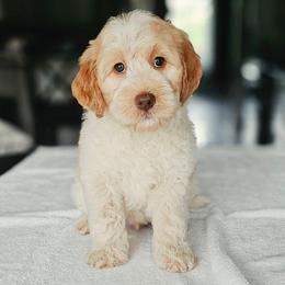 Eddie - Caramel cream male Australian Labradoodle puppy in Glenford, Ohio from Mi-De Doodles