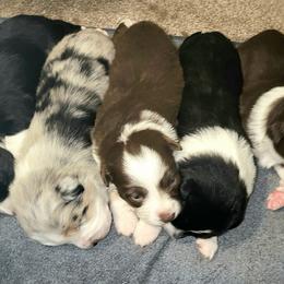 Red tri Girl 2 - Red tri-color female Miniature American Shepherd puppy in Vancouver, Washington from BonDrew's Miniature American Shepherds