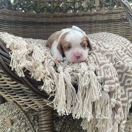 Greyson - Blenheim male Cavalier King Charles Spaniel puppy in Shingle Springs, California from California Spaniels