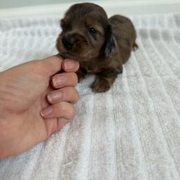 Boy 2 - Dapple male Dachshund puppy in Lancaster, South Carolina from Oakview Kennels