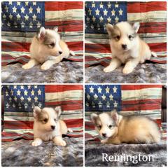 Remington - Brown and white male Yakutian Laika puppy in Williamsburg, Ohio from Hickory Meadows Yakutian Laika