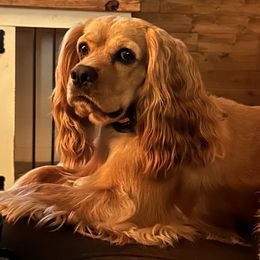 Toby - Cocker Spaniel