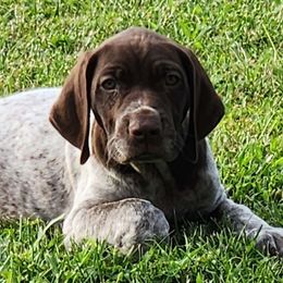 Orange - Liver and white German Shorthaired Pointer puppy in Gerald, Missouri from Showme GSPs