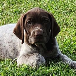 Orange - Liver and white German Shorthaired Pointer puppy in Gerald, Missouri from Showme GSPs