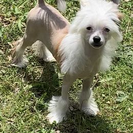 Chinese Crested Puppies from DeBahTrio Chinese Cresteds