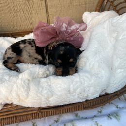 Black and tan dapple female shorthair - Dapple female Dachshund puppy in Manteca, California from Sweet and Low Dachshunds