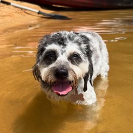 Aussiedoodle, Miniature Australian Shepherd, and Toy Australian Shepherd All Grown Up from Cotton Country Kennels
