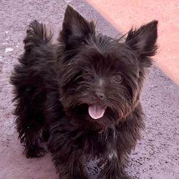 Morena  - Yorkshire Terrier