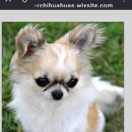 Chihuahua All Grown Up from Cane River Chihuahuas