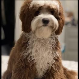 Emie - Goldendoodle